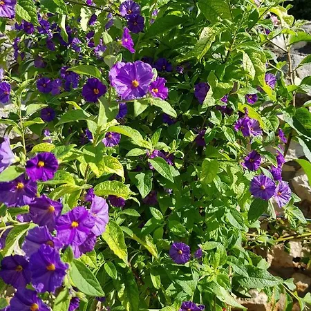 公寓 Karolina Poljica (Trogir)